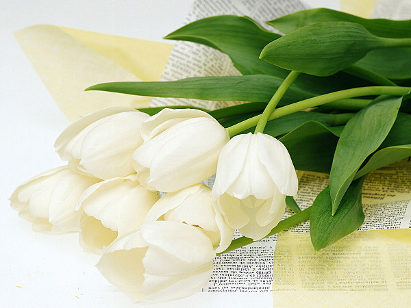Білі тюльпани