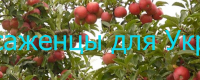 Саженцы для Украины