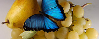 Живые бабочки/Live butterflies
